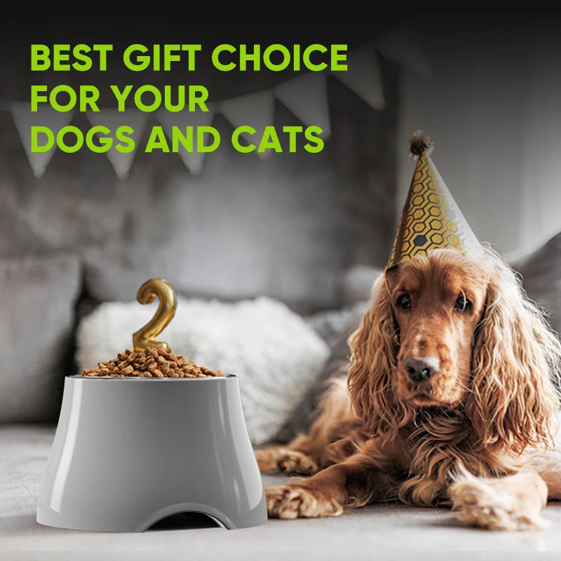 Grey stainless steel high pet bowl filled with food and a number 2 candle, beside a dog wearing a party hat.