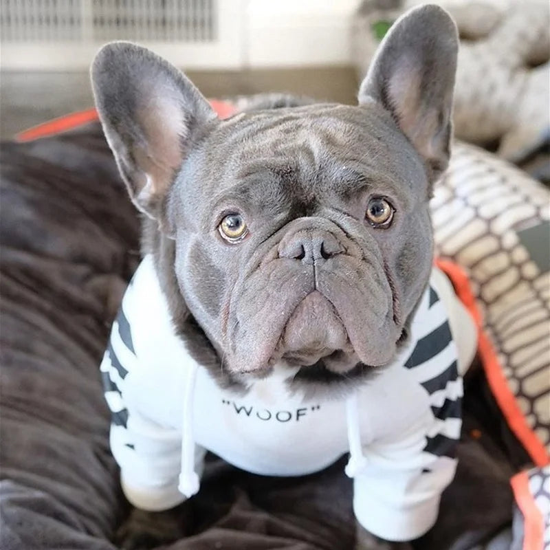 Gray French Bulldog wearing a white dog hoodie with black stripes and "WOOF" text.