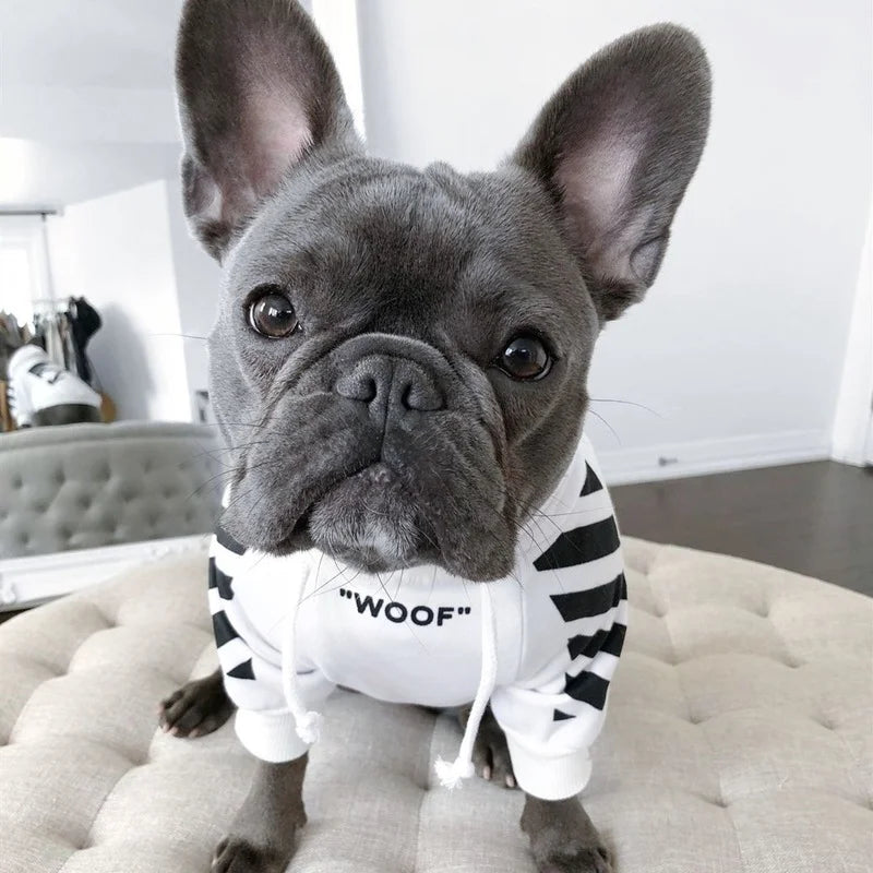 Gray French Bulldog wearing a white dog hoodie with black stripes and the word "WOOF".