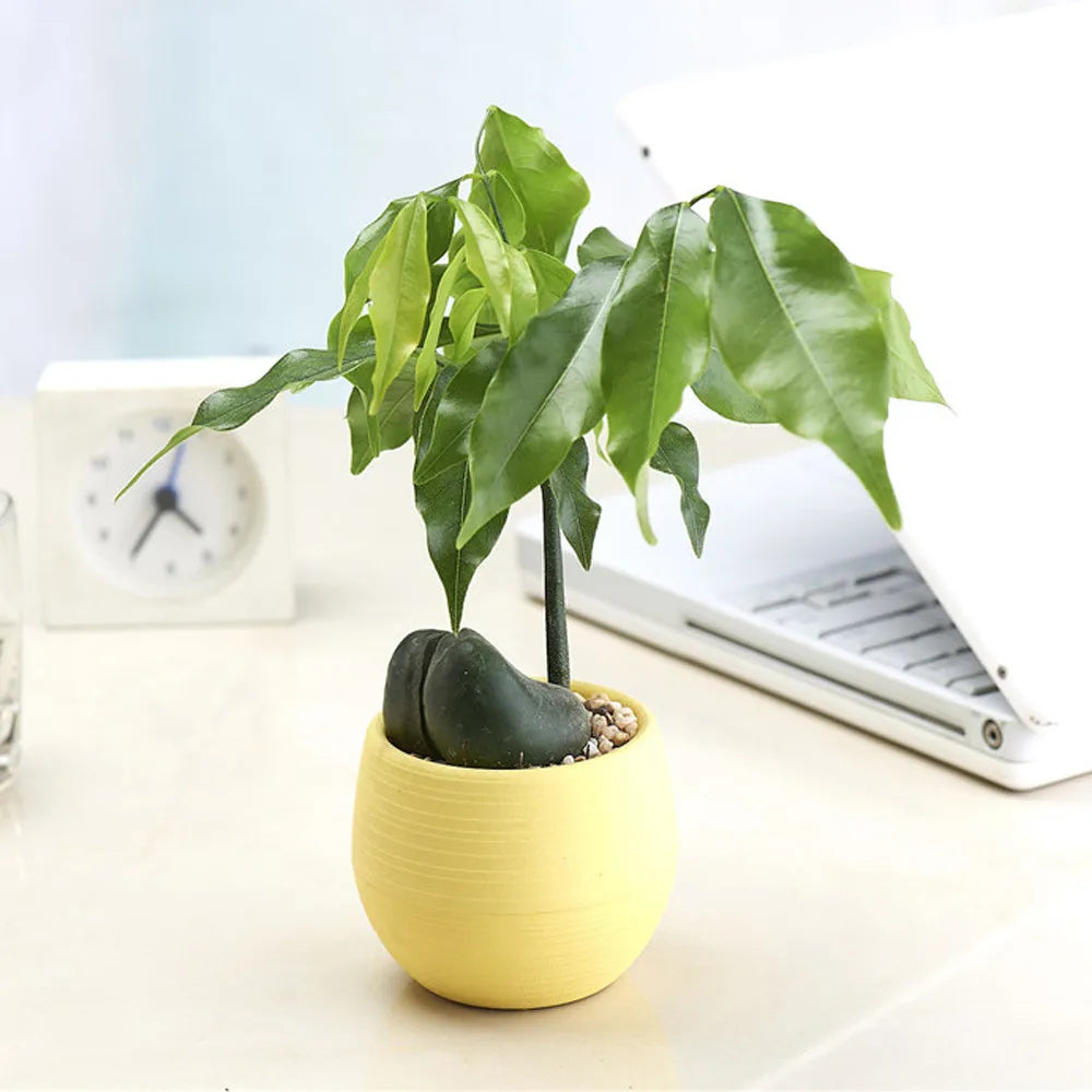 A small, round, yellow plastic planter on a desk with a green sprout growing from a seed, near a clock and laptop.