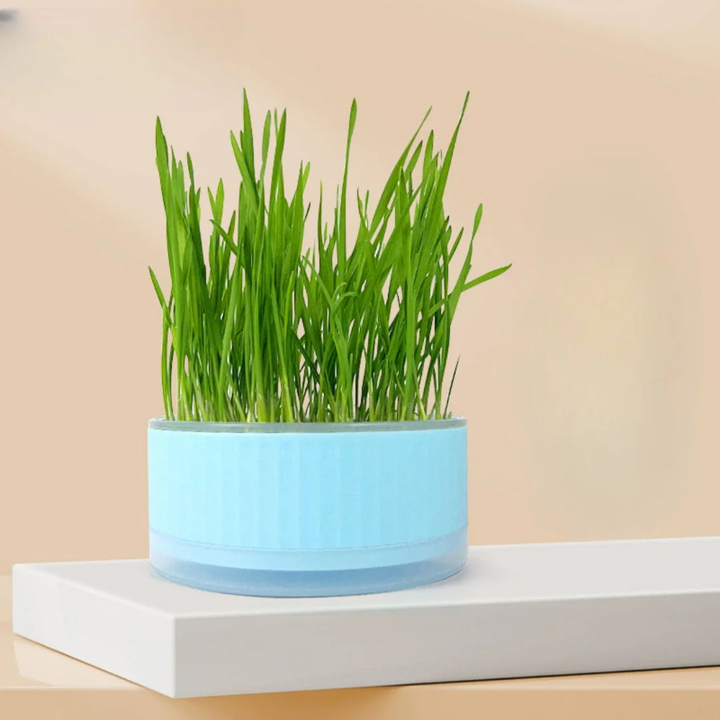 A light blue, circular plastic planter filled with tall, vibrant green cat grass, set on a white platform.
