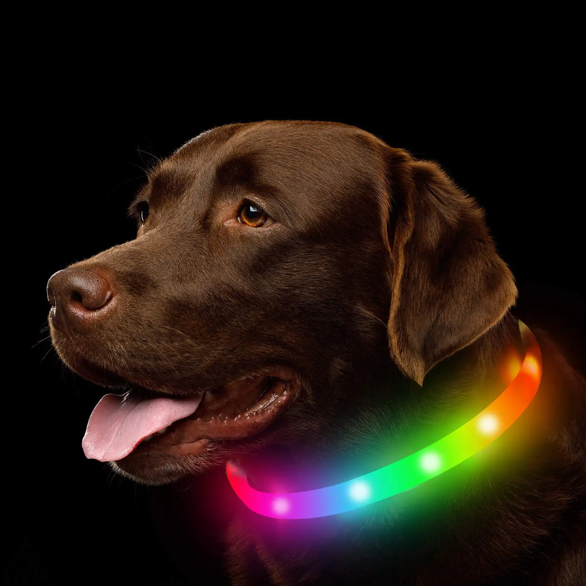 Brown Labrador wearing a glowing rainbow LED silicone safety collar against a black background.