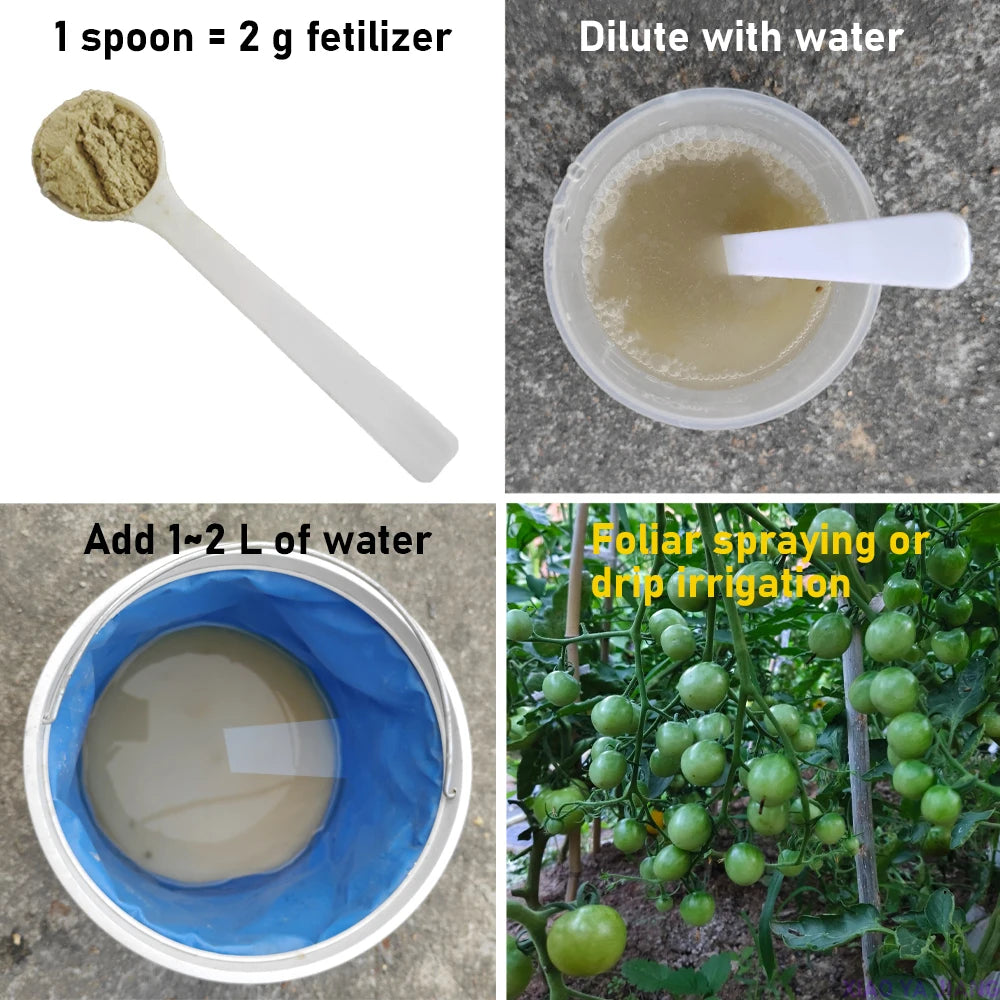 Four-part instructional image showing how to measure, dilute, and apply powder fertilizer to tomato plants.