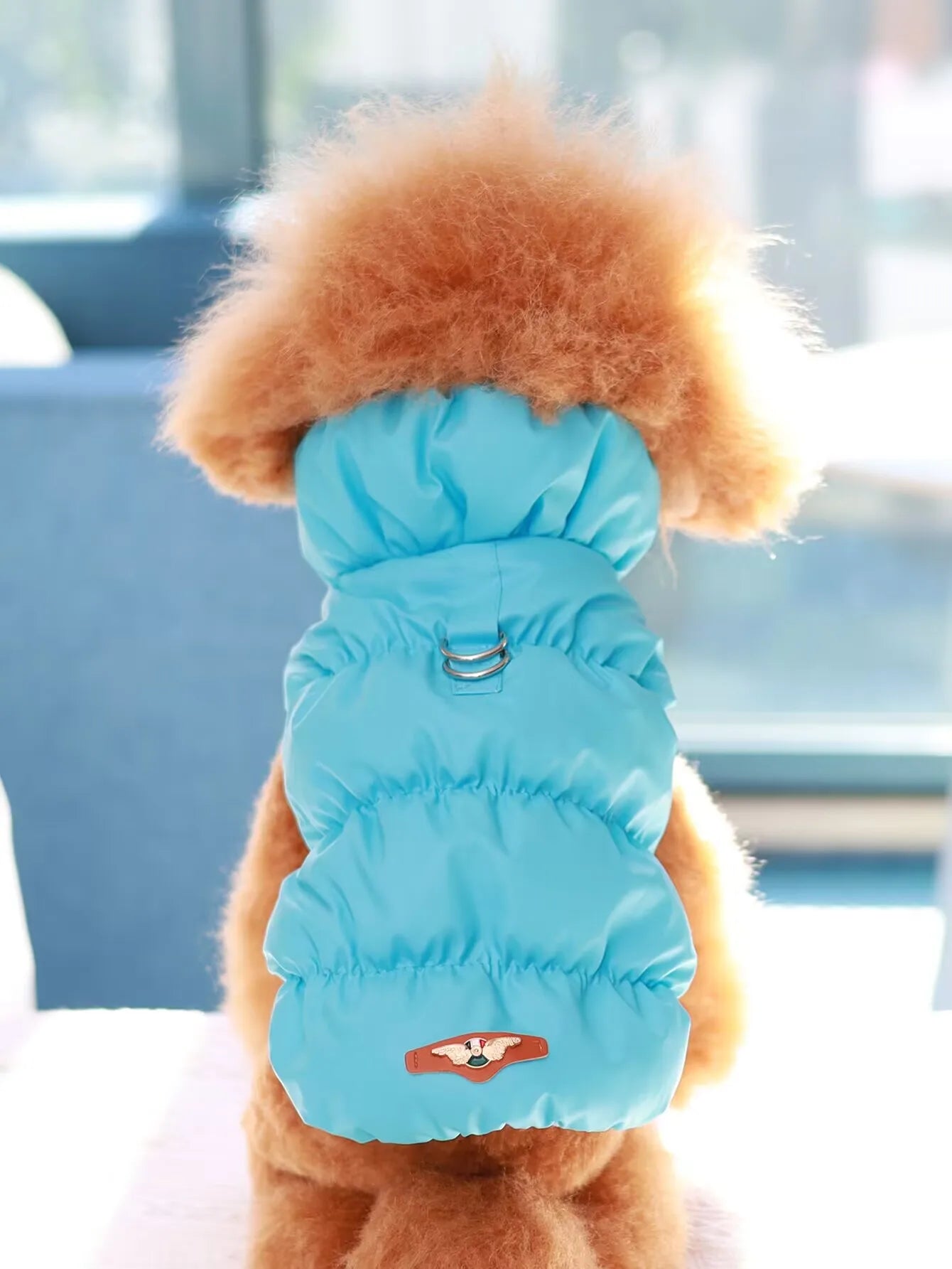 Small dog wearing a bright blue, quilted, sleeveless winter puffer jacket with an integrated harness D-ring.