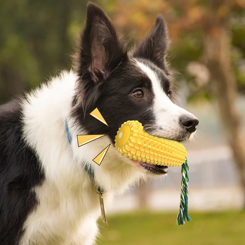 A black and white dog biting a yellow, textured corn-shaped squeaky chew toy with a green cotton rope tail.