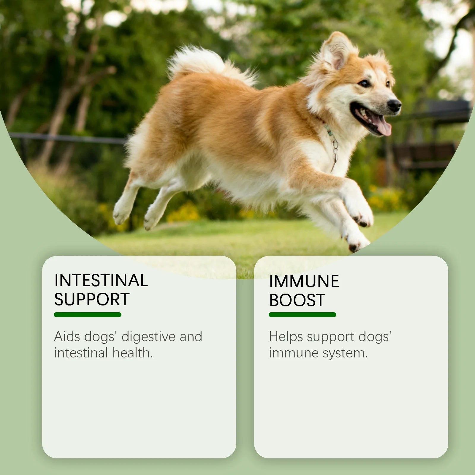 A happy, golden-white dog running outdoors. Text boxes highlight intestinal support and immune system benefits.