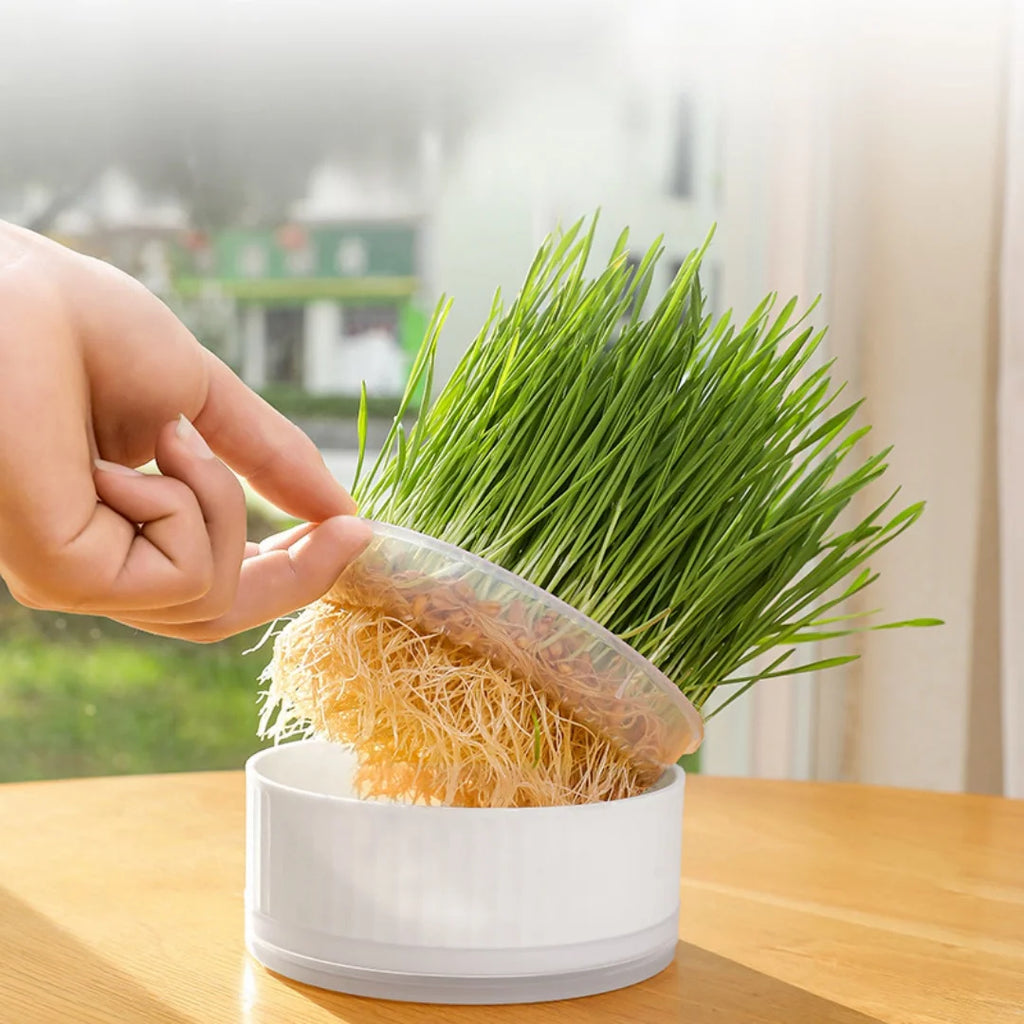 A hand lifts a clear tray of rooted cat grass from a round, white minimalist planter pot on a wooden table.