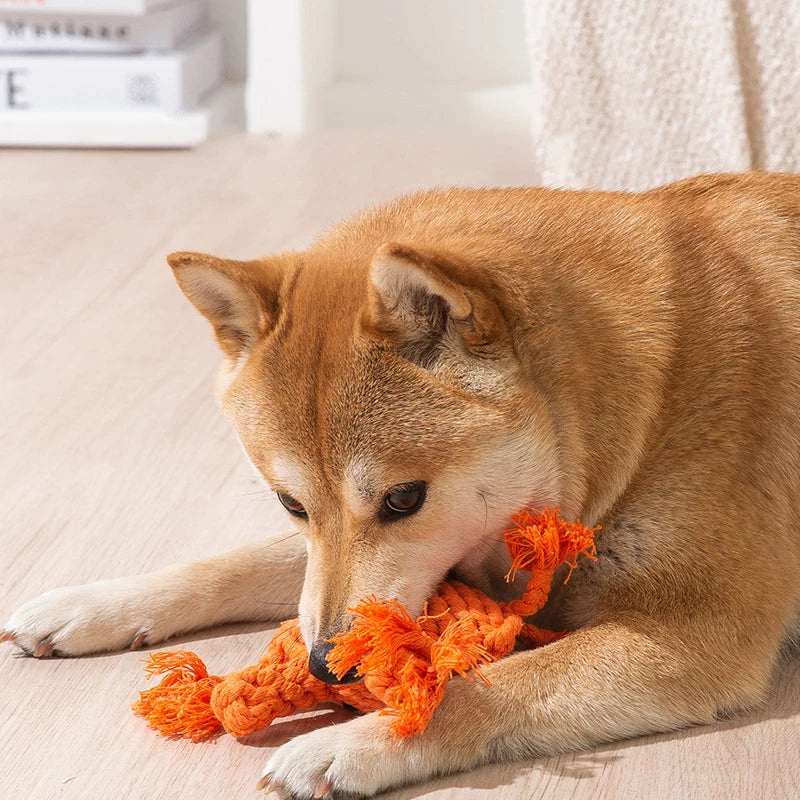 A Shiba Inu dog lying on a floor chewing on a bright orange, knotted cotton rope toy for teeth cleaning.