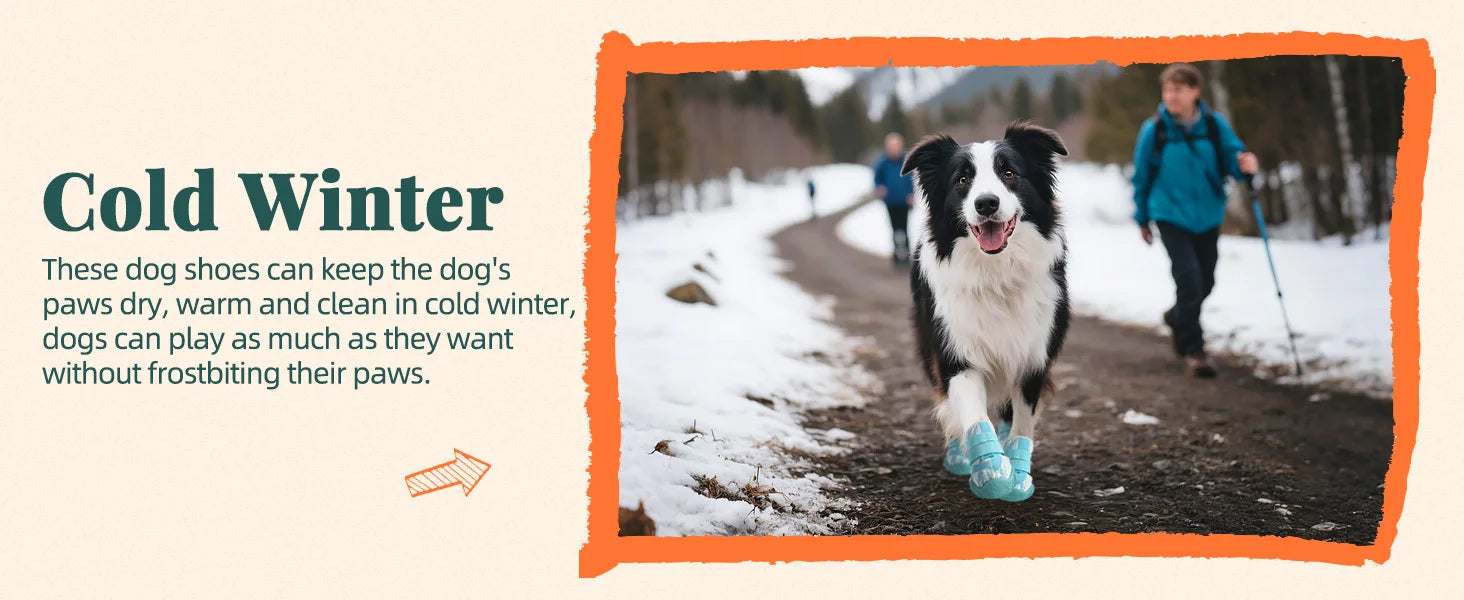 Border Collie running on a snowy path wearing light blue, rugged-sole protective dog boots.