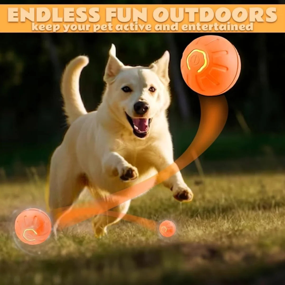 A cream-coloured dog chasing an orange, interactive gravity-bouncing toy ball across a sunny outdoor grass field.