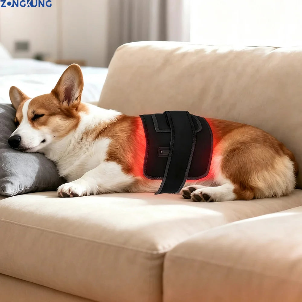 Corgi lying on a beige sofa, wearing a black pet red light therapy wrap glowing red around its midsection.