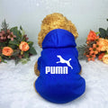 A fluffy dog wearing a bright blue, casual hooded sweatshirt with a white animal graphic on the back.