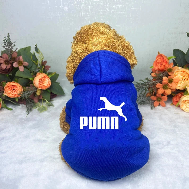 A fluffy dog wearing a bright blue, casual hooded sweatshirt with a white animal graphic on the back.