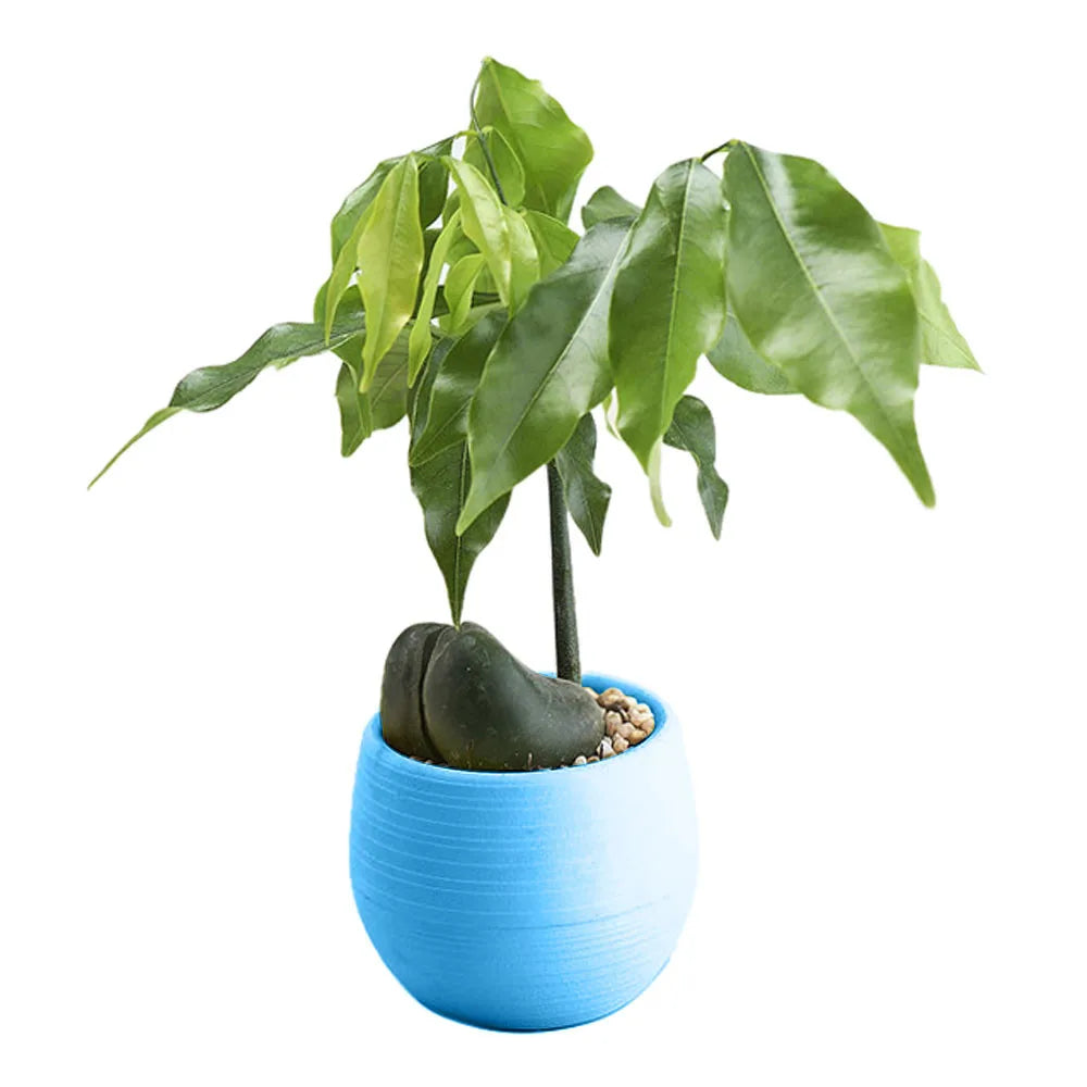 A small, round, textured bright blue plastic planter holding a plant growing from a large seed.