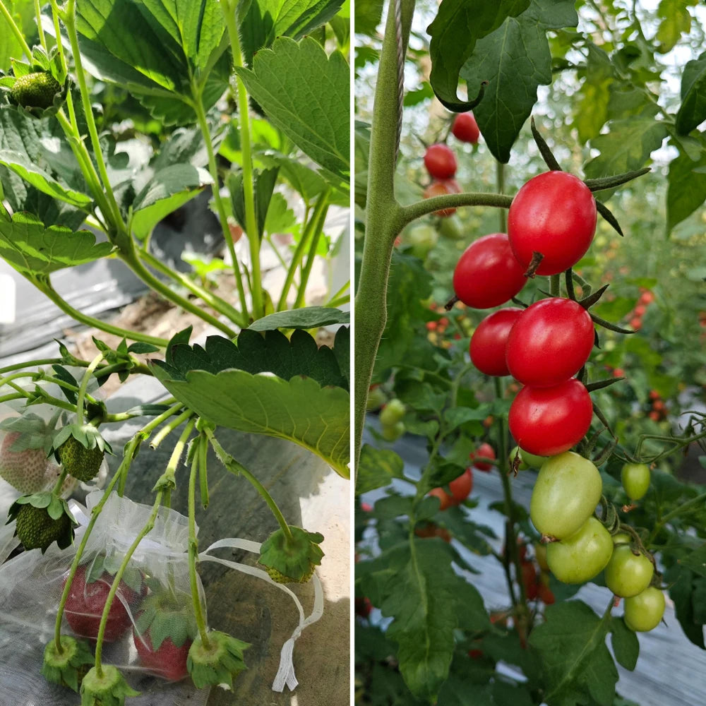 Side-by-side view of a strawberry plant with fruit in protective mesh bags and a cluster of ripening cherry tomatoes.