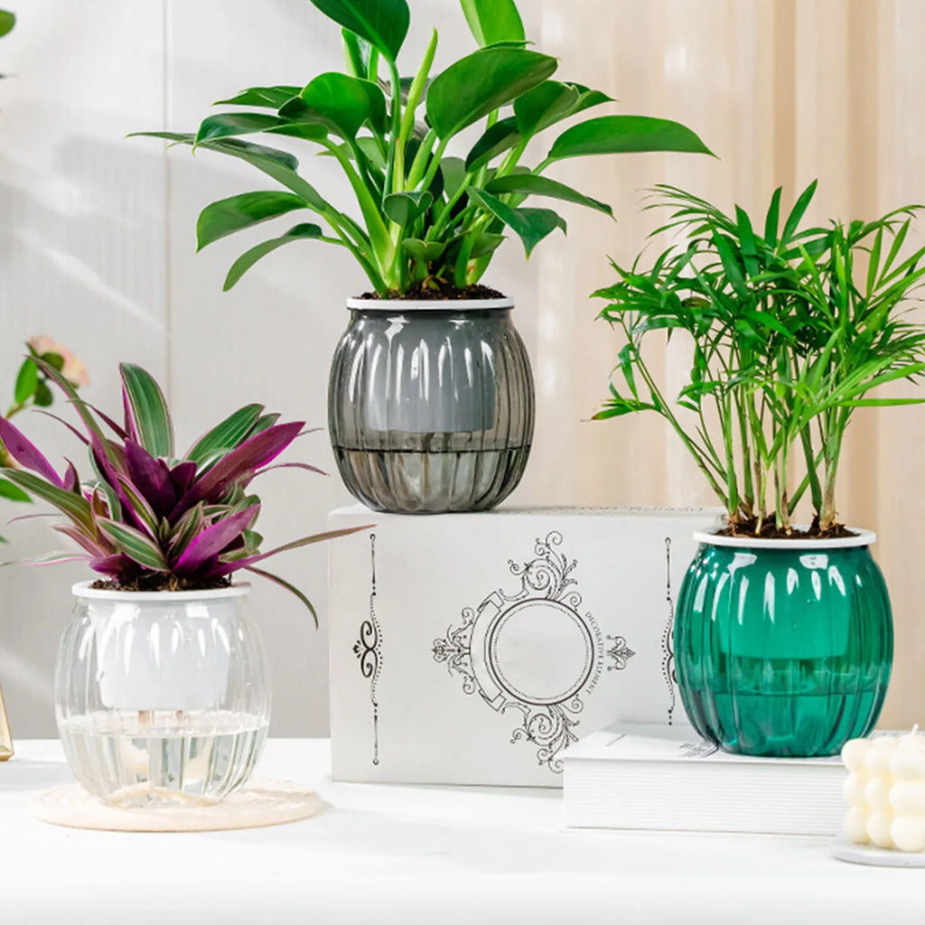 Three modern, ribbed, transparent self-watering pots in clear, gray, and green, each holding a vibrant houseplant.