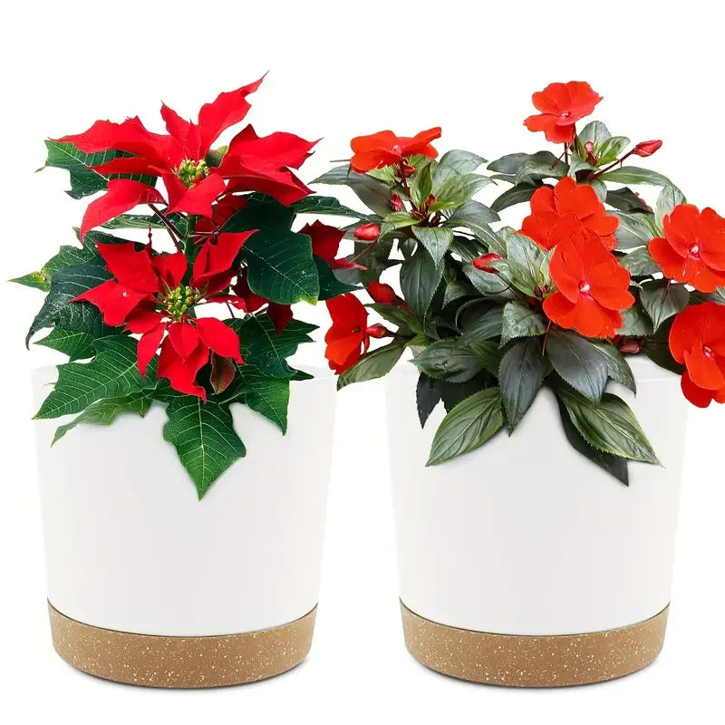 Two modern white cylindrical plant pots with speckled tan bases, each holding vibrant red flowering plants.