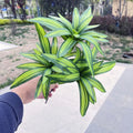 A hand holds an artificial plant bunch with long, pointed green and yellow variegated leaves against an outdoor background.
