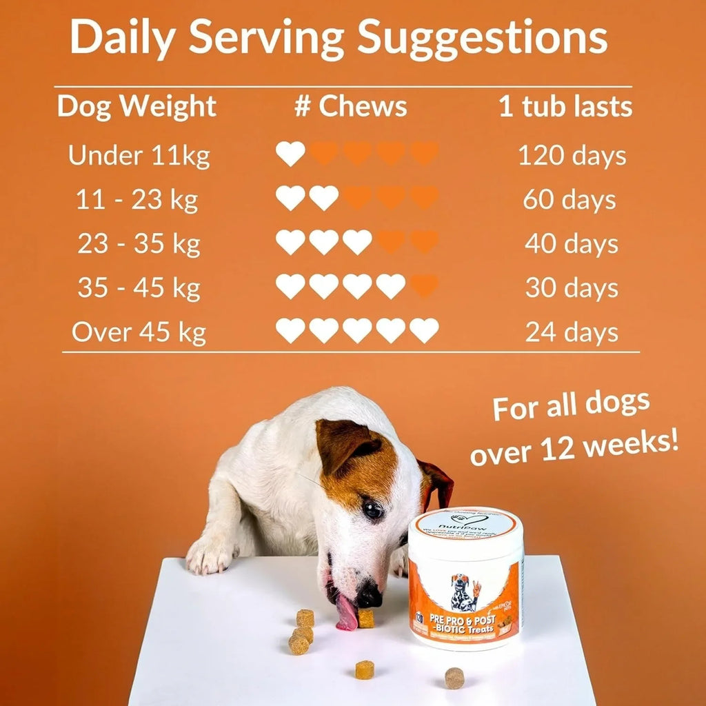A Jack Russell terrier eats dog treats next to a tub, with an orange background chart showing daily feeding guidelines.