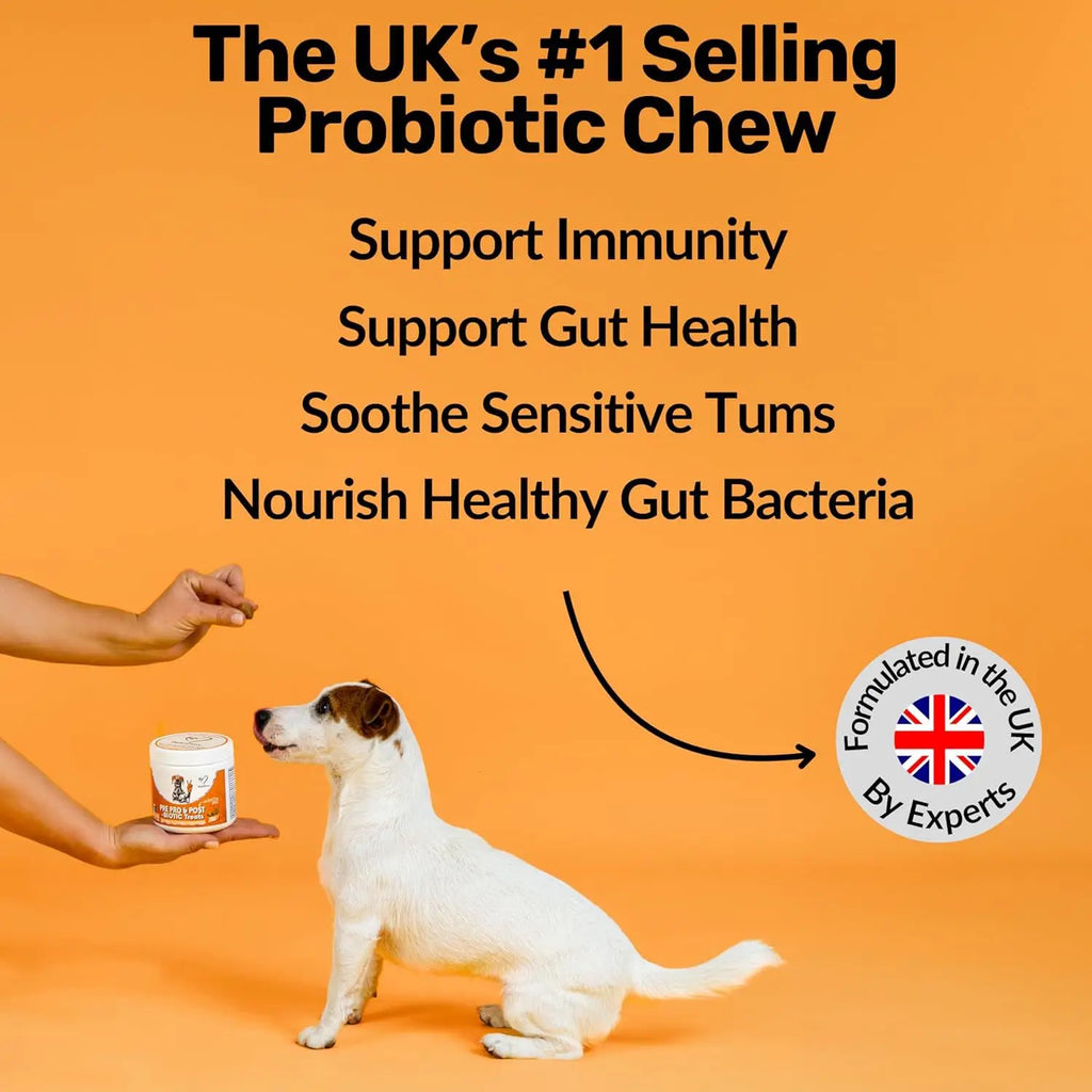 Small white dog waiting for a probiotic chew treat from a pot, orange background, UK formulated text overlays.