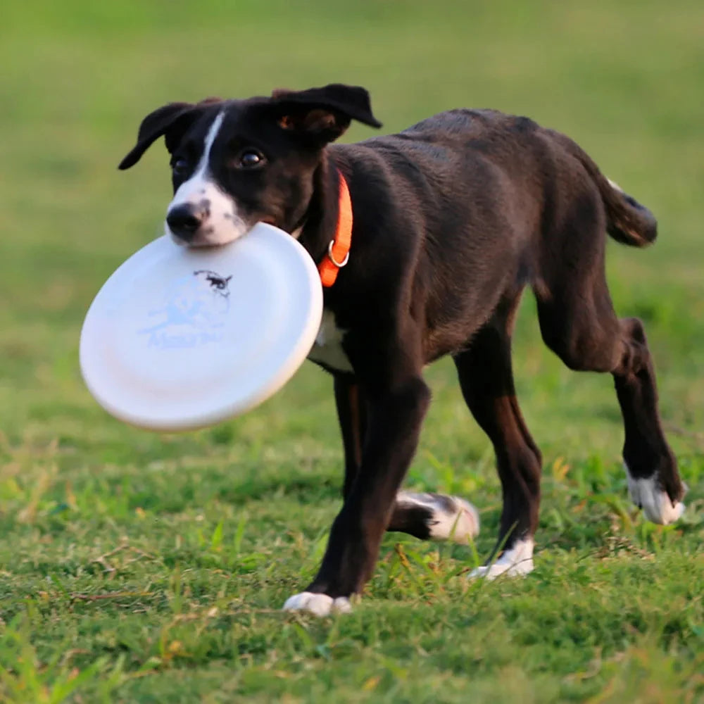 Black and white puppy carrying a smooth, round white dog training flying disc across a green field.