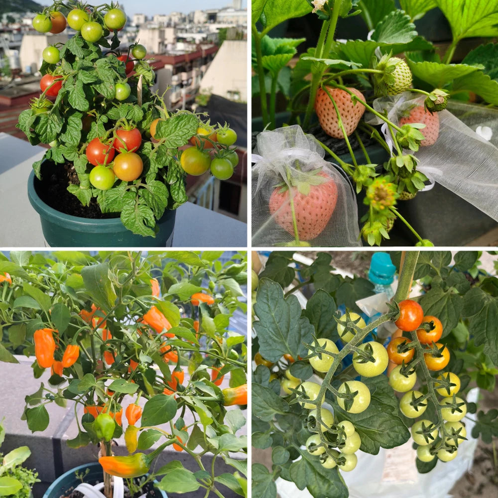 Four-part image featuring potted plants: cherry tomatoes, strawberries in protective bags, and orange chilli peppers.