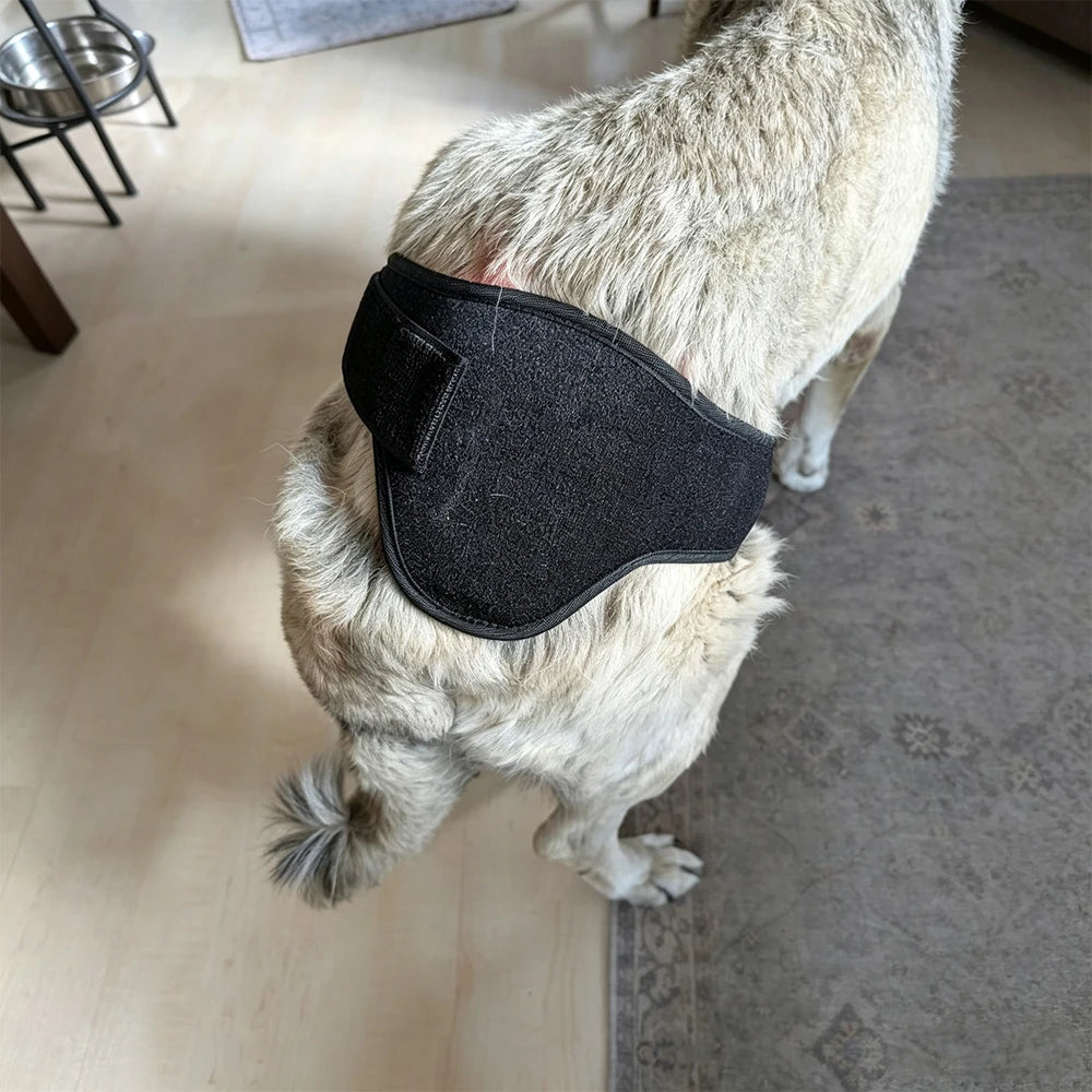 Black wearable red light therapy wrap secured around a dog's lower back and hind area for pain relief.