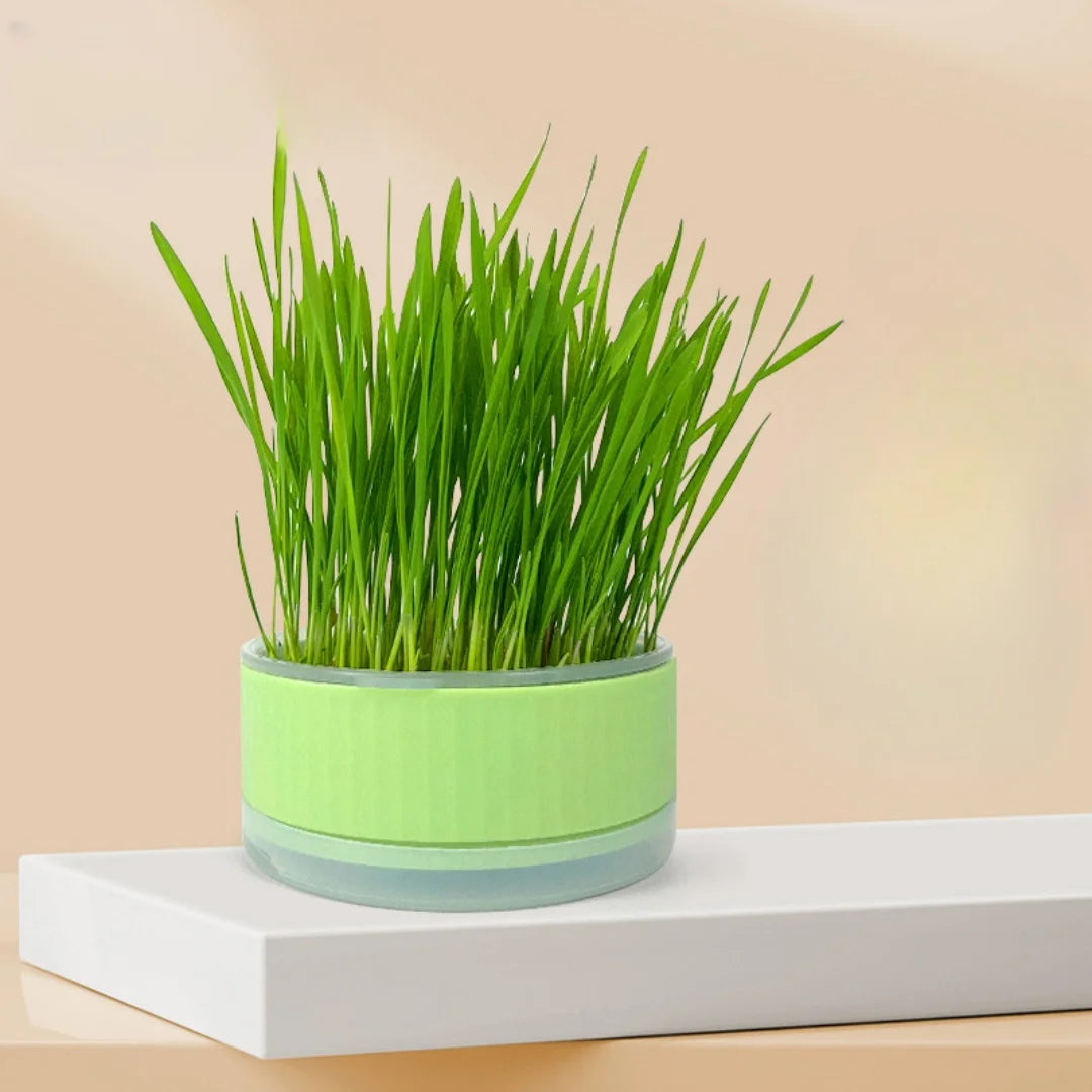 A bright green, cylindrical cat grass planter filled with fresh green grass, sitting on a white platform.