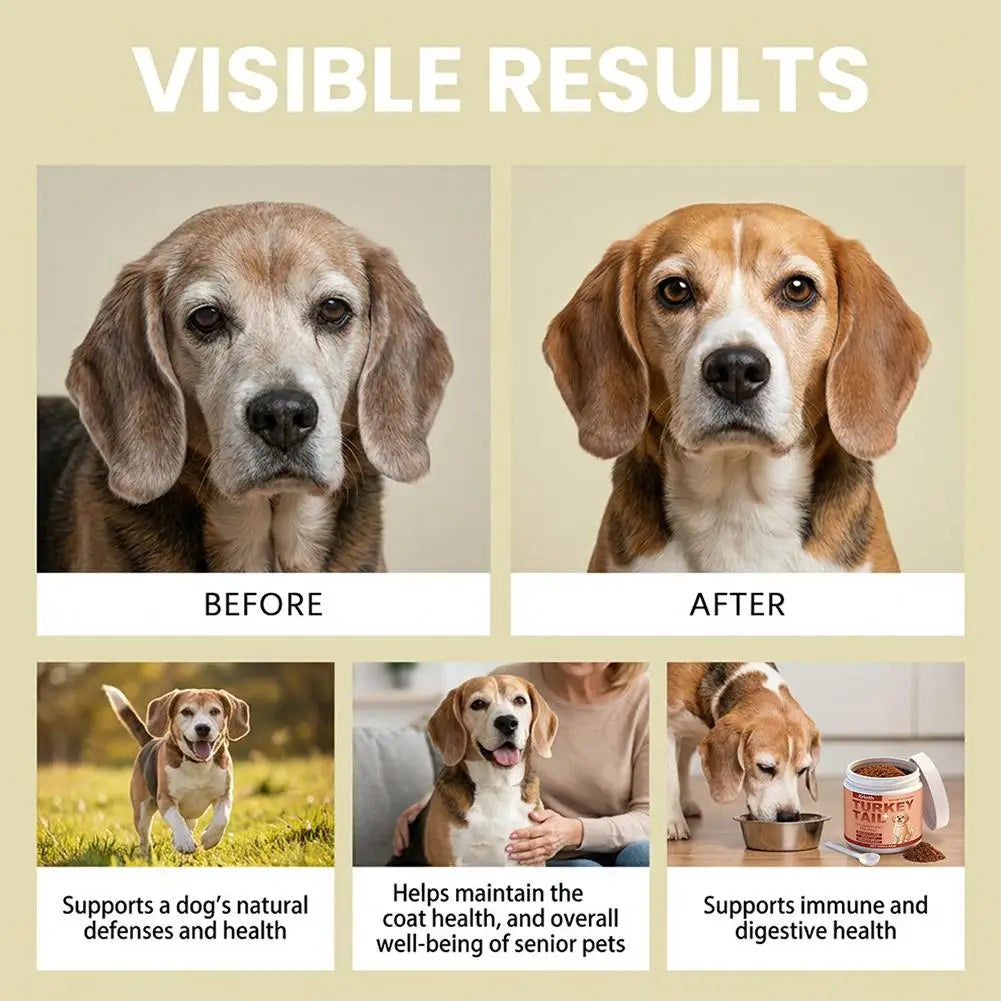 Before and after images of a beagle showing improved coat and health from using turkey tail dog supplement powder.