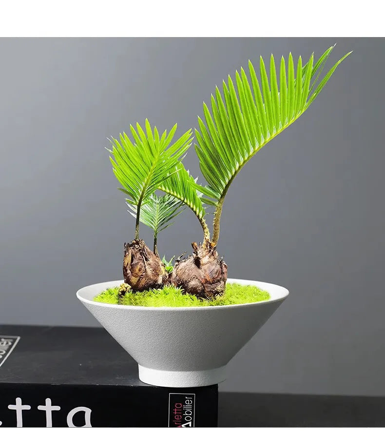 Small palm plant with two bulbs and vibrant green fronds, set in a minimalist white bowl with a mossy base.
