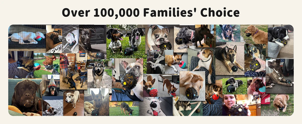 Collage of various dog breeds playing with colourful, textured, interactive giggle balls.