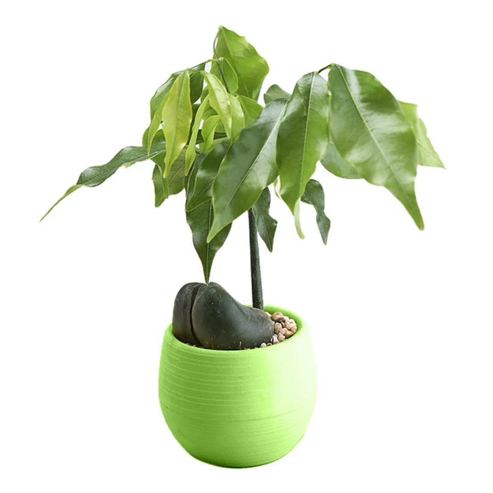 A small, round, bright green textured plastic pot containing a dark seed and a green leafy plant.