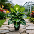 Large artificial plant in a black pot with broad, deep green leaves featuring pale yellow-white central variegation.