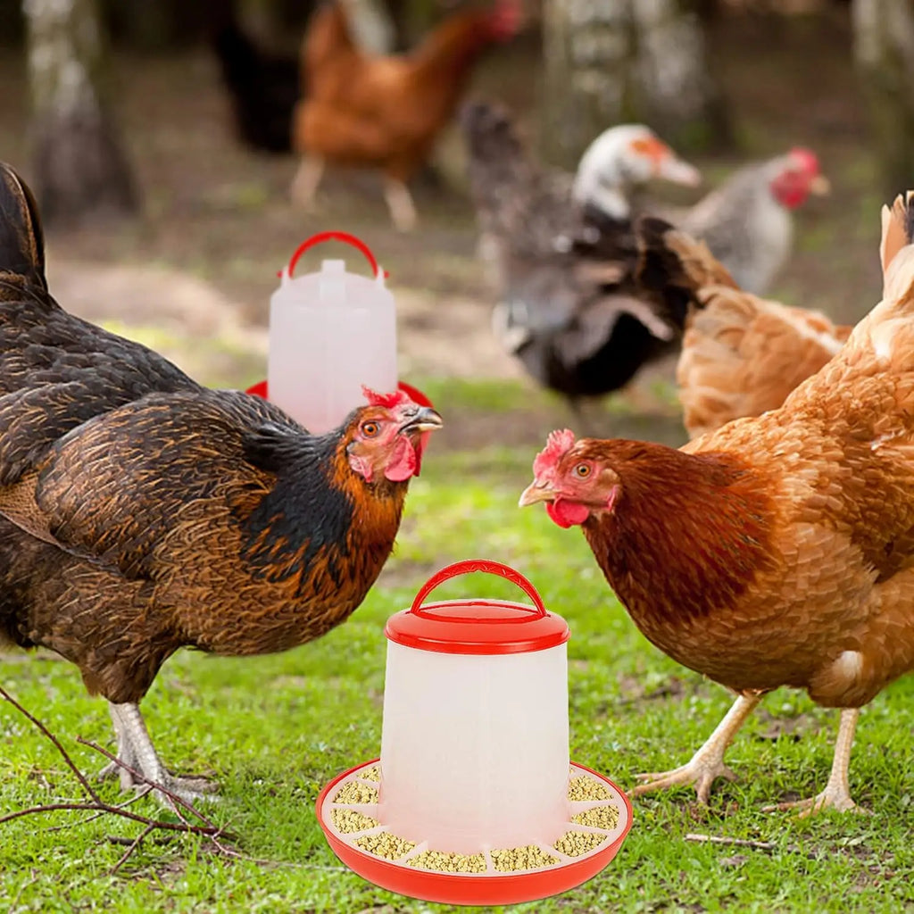 Two white and red plastic poultry feeders filled with feed, sitting on grass among a flock of chickens.