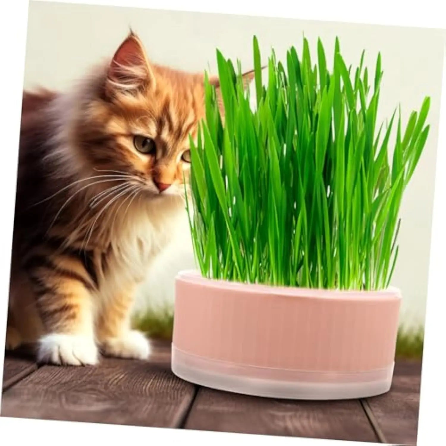 A fluffy orange tabby cat looks at a light pink plastic planter filled with vibrant green cat grass.