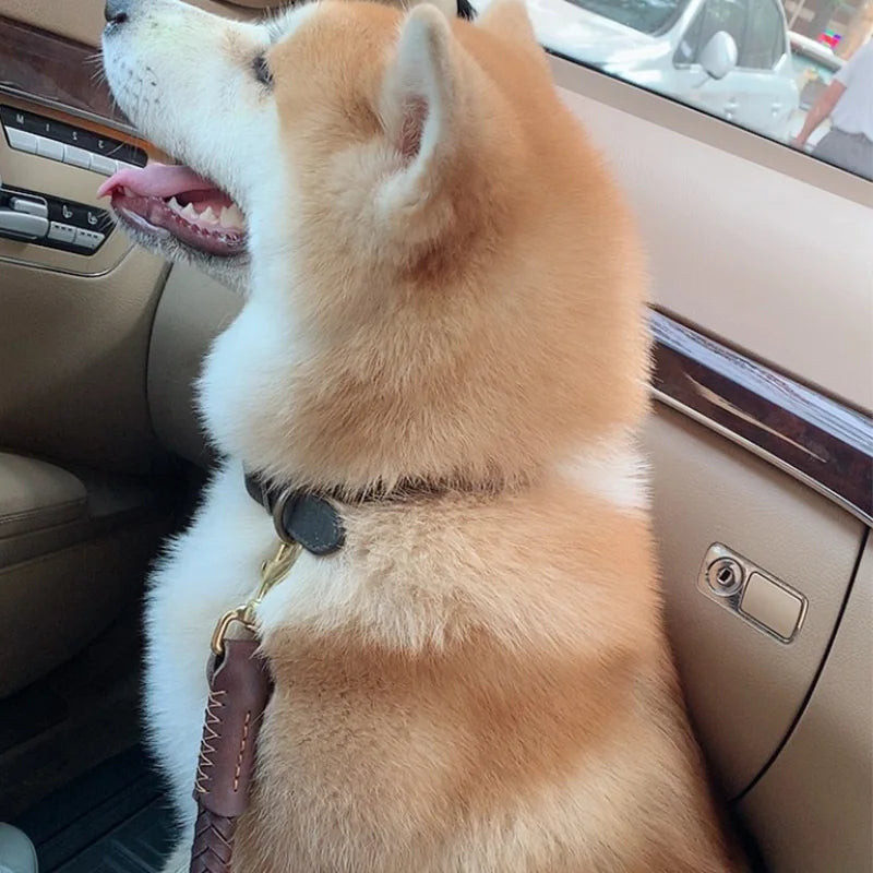 A large dog sitting in a car wearing a dark brown braided leather collar with a matching lead.