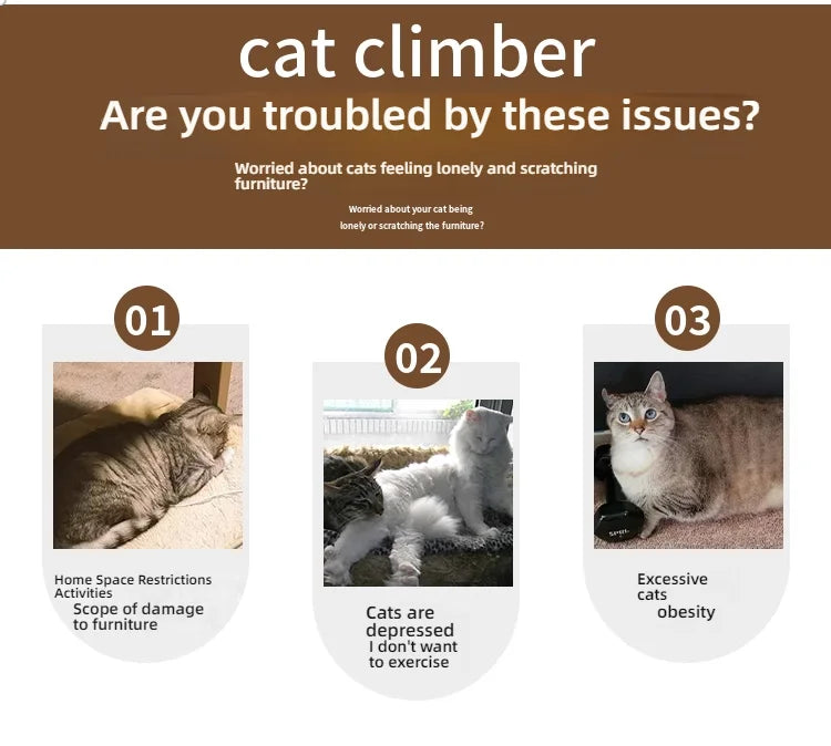 Infographic showing cats with common issues: furniture scratching, lack of exercise, and obesity.