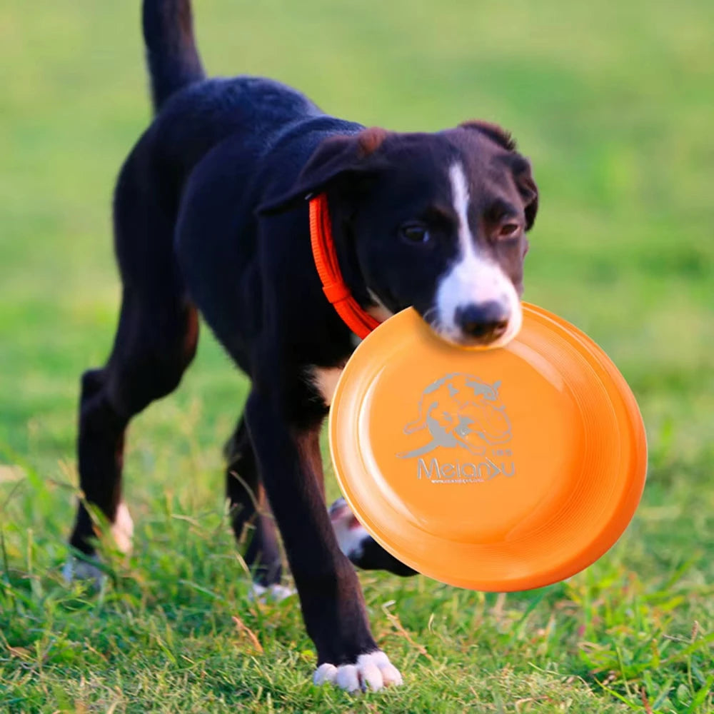 Black and white puppy carrying a bright orange, durable plastic flying disc across a grassy field.