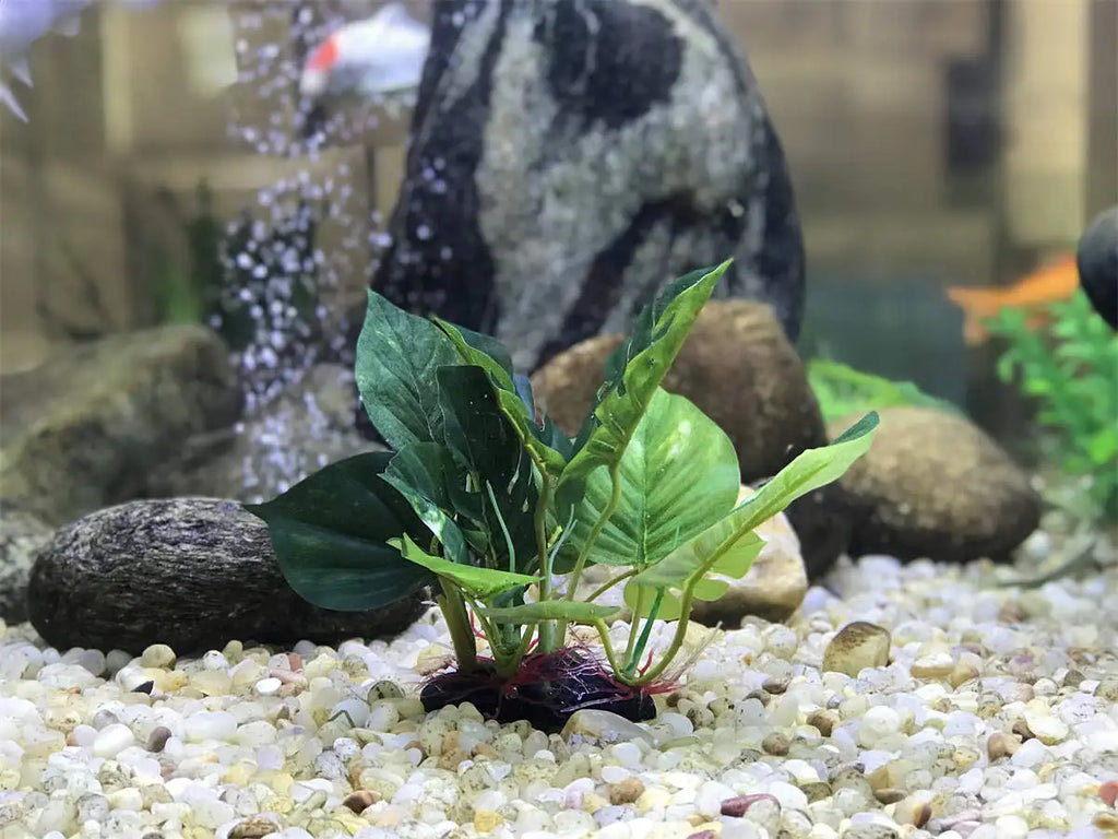 Artificial aquarium plant with broad, dual-toned green leaves anchored on a weighted base amidst gravel and stones.