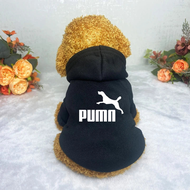 A fluffy golden dog wearing a cosy black hoodie with a white animal graphic on the back.