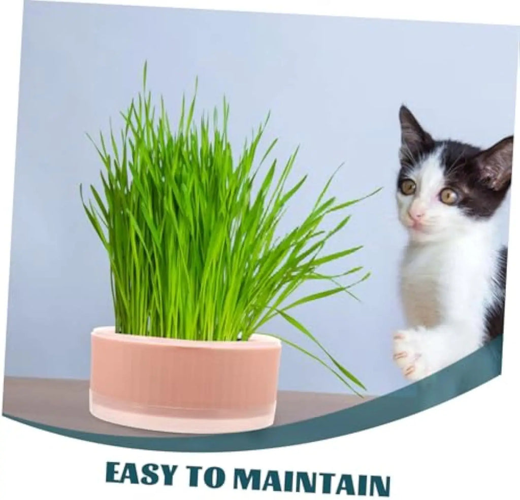 A black and white kitten looks at a round, peach-colored plastic planter filled with vibrant green cat grass.