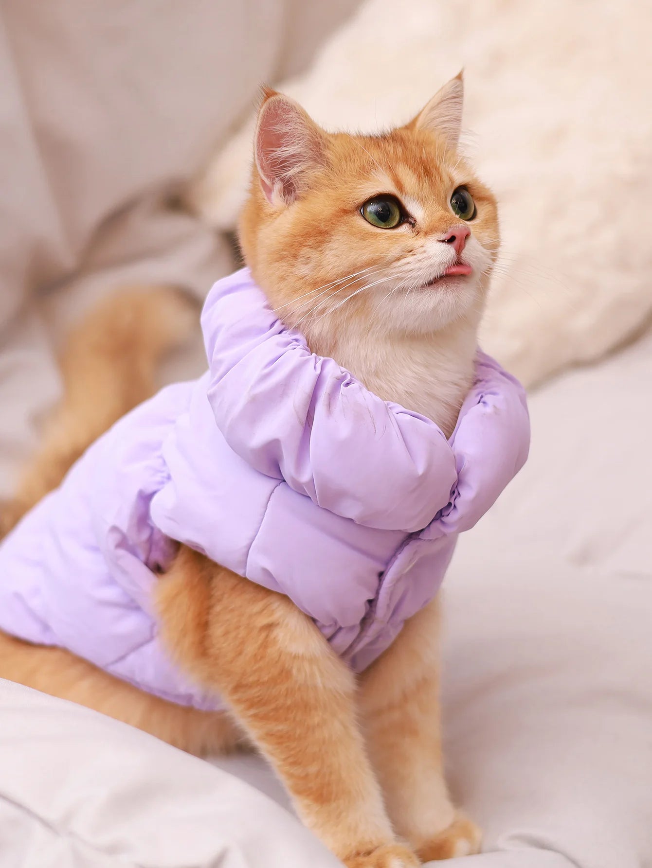 Ginger cat wearing a lilac padded puffer jacket with a high, ruched collar for extra winter warmth.