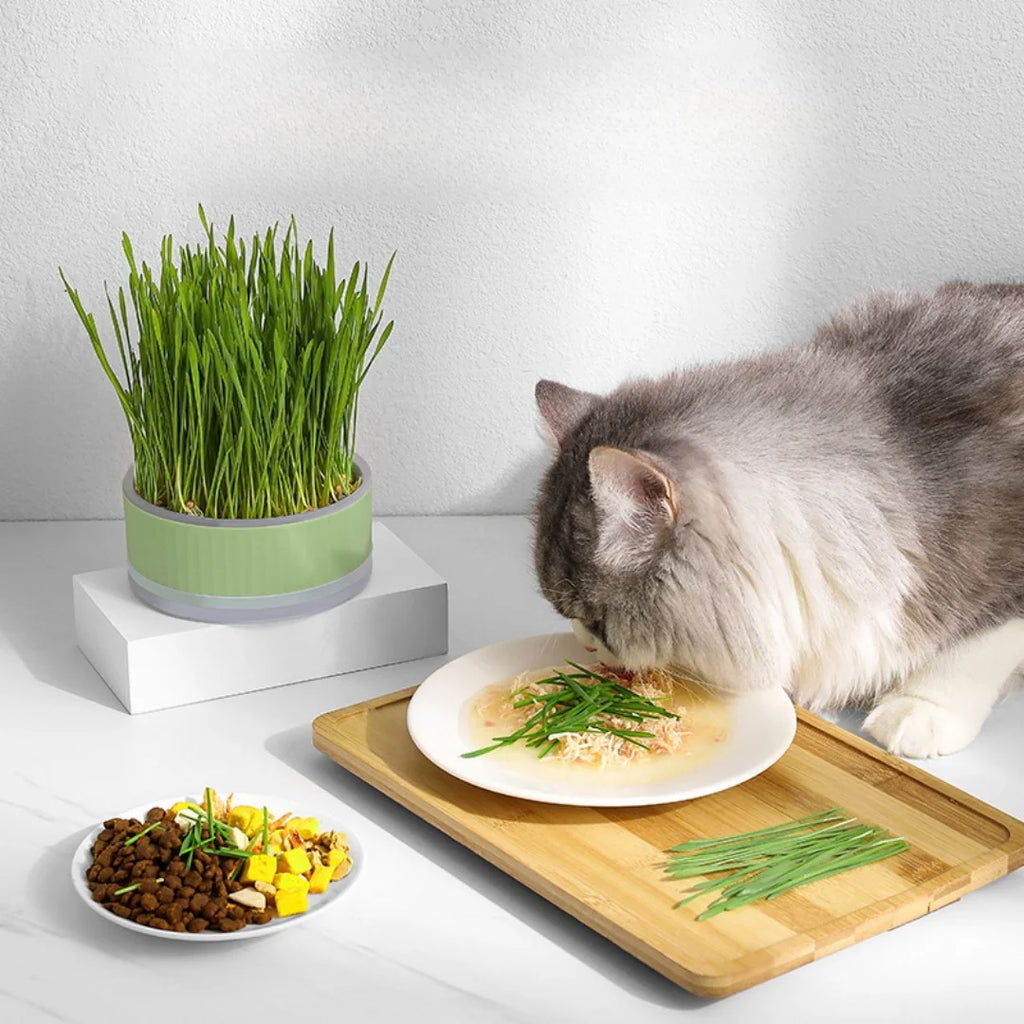 A fluffy gray cat eats meal with cat grass next to a green round planter filled with tall, fresh cat grass.