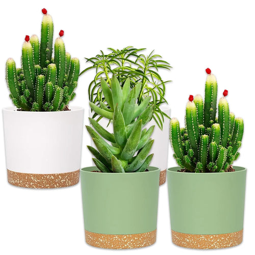 Three modern plant pots with green succulent and cactus plants, featuring a white or green body and speckled base.