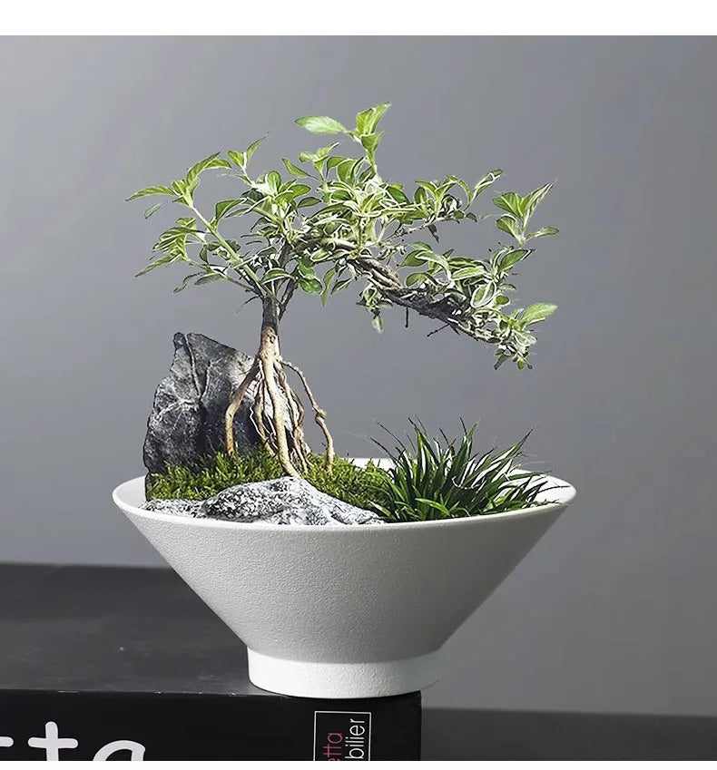 Bonsai tree with exposed roots, moss, and decorative stones in a wide, minimalist white ceramic bowl planter.