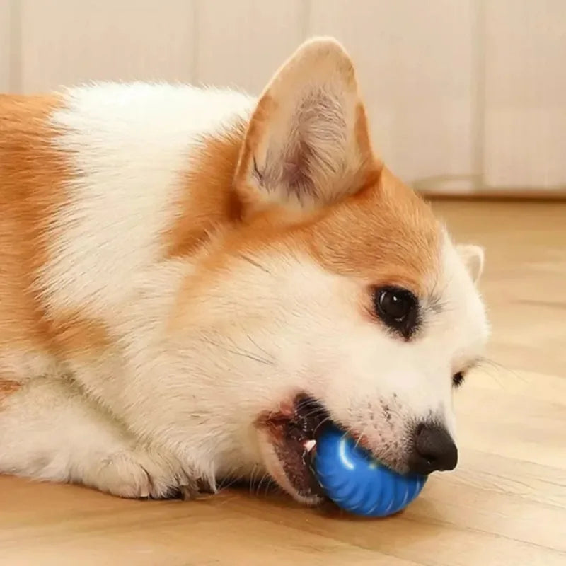 A Corgi dog lying on a wooden floor, happily chewing on a small, round, bright blue textured interactive toy ball.