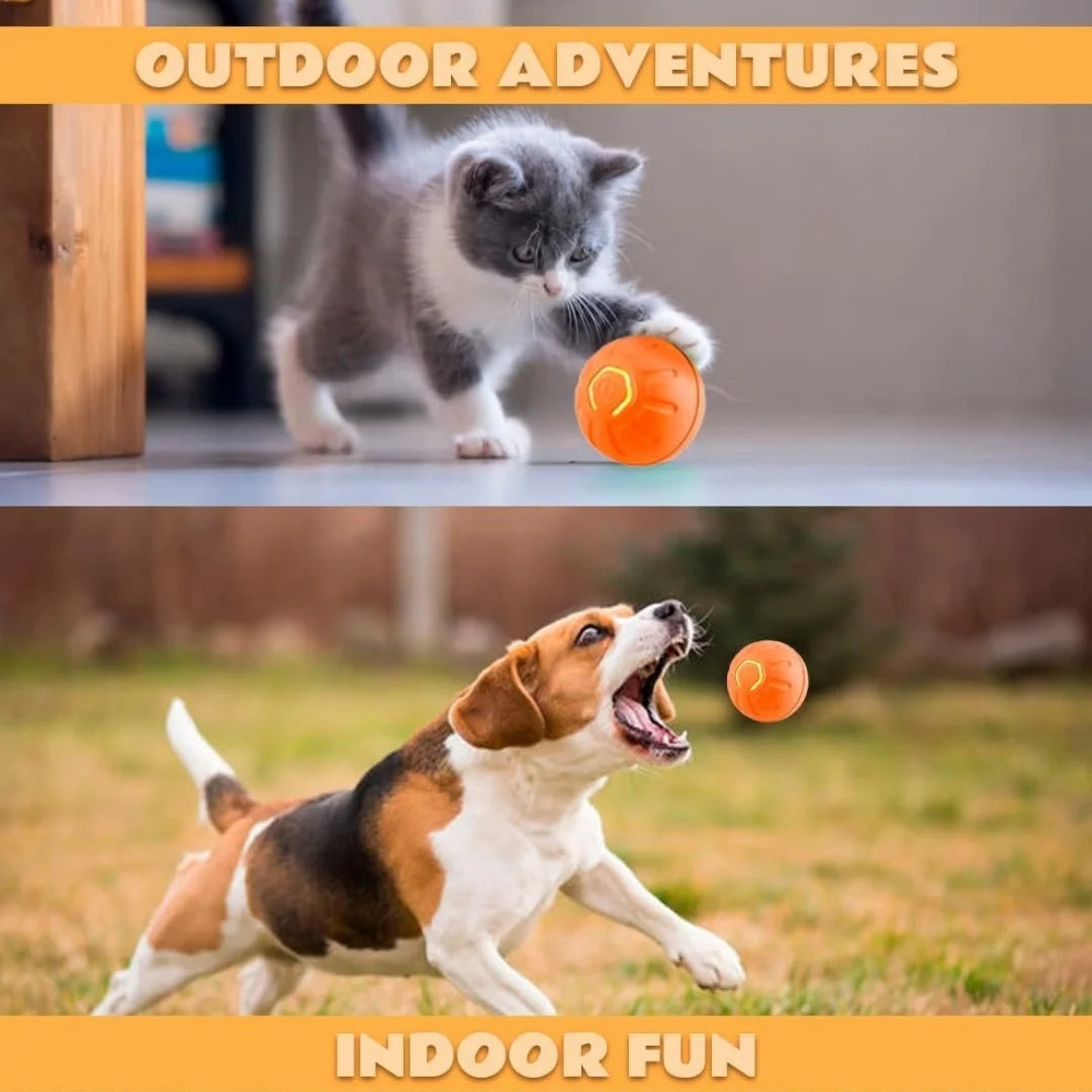 A kitten playing with a smooth, bright orange interactive ball, and a dog chasing the same ball in a garden.