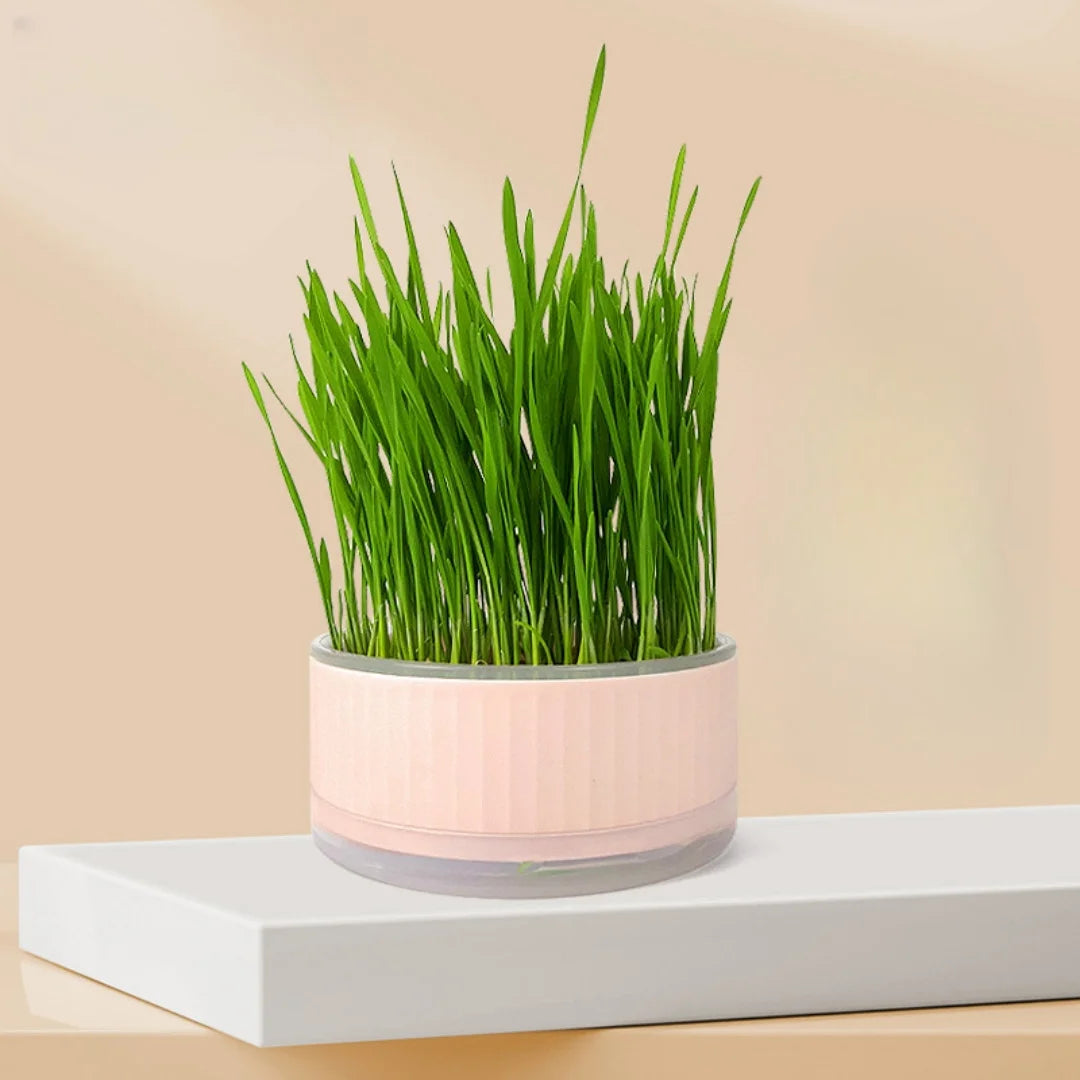 Fresh green cat grass growing in a modern, light pink cylindrical plastic planter on a white surface.