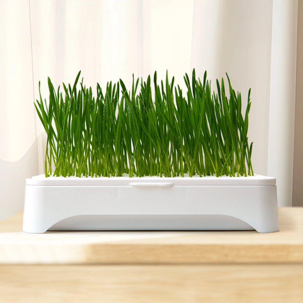 Vibrant green wheatgrass growing in a minimalist rectangular white hydroponic cat grass planter on a wooden surface.
