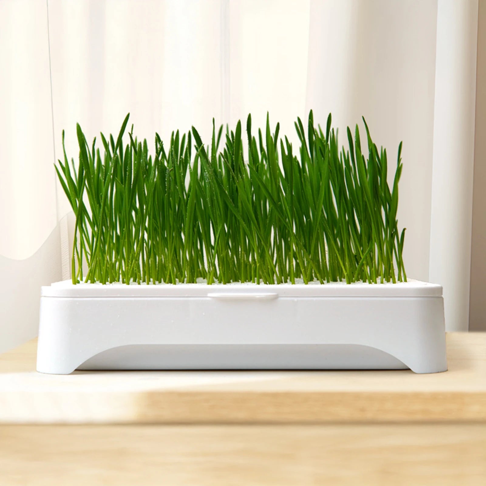 Vibrant green wheatgrass growing in a minimalist rectangular white hydroponic cat grass planter on a wooden surface.